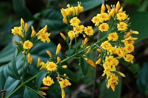 Hà Giang: Ăn nhầm lá ngón, 5 người thương vong