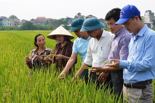 Mở hướng mới cho xuất khẩu gạo của Thủ đô