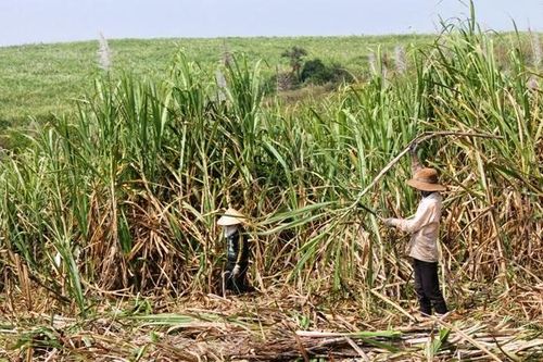 Nông dân miền Tây không còn mặn mà với cây mía
