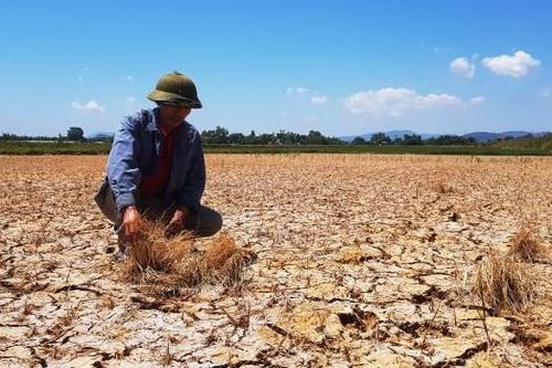 Những đồng lúa 'giãy chết' trong đại hạn