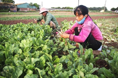 Thúc đẩy chuyển dịch lao động nông thôn