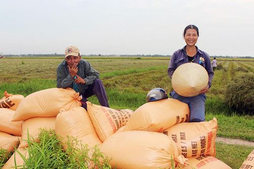 Nhân rộng các mô hình canh tác lúa tự nhiên, hữu cơ
