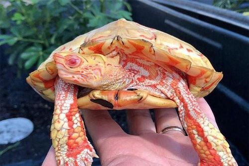 Lạ lùng loài vật mắc bạch tạng nhưng có màu đỏ như rồng lửa