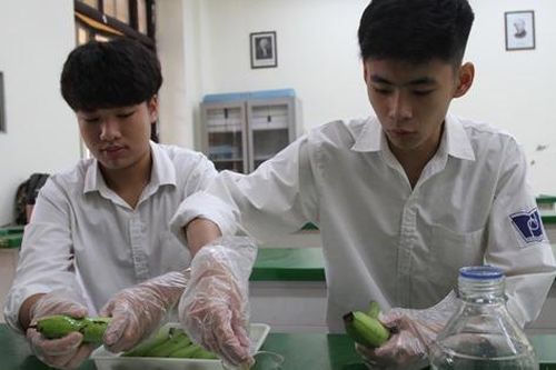 Học sinh Hà Nội dự định khởi nghiệp từ quả chuối
