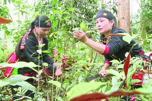 Thuốc Nam ngày càng được người Việt tin dùng và lựa chọn để chữa bệnh