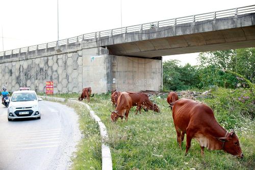 Cận cảnh chăn nuôi gia súc, gia cầm ở các quận, huyện Hà Nội sau 'lệnh' cấm