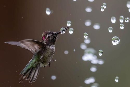 10 bức ảnh tuyệt đẹp về loài chim đạt giải thưởng Audubon