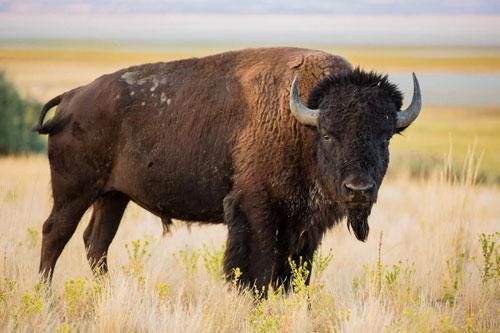 Cụ bà 72 tuổi bị bò bison húc khi cố gắng chụp ảnh