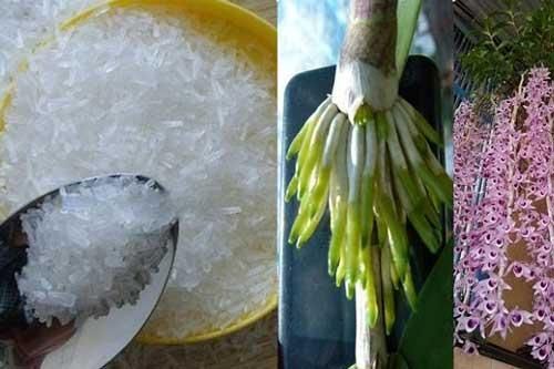 Dùng mì chính tưới lan, cây 'suy dinh dưỡng' bỗng ra rễ chi chít, hoa nở bung tuôn dài như suối