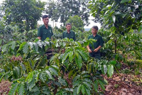 Cựu chiến binh xã Ia Phìn giúp nhau giảm nghèo