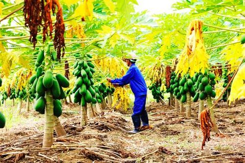 Vạn Ninh: Nghiệm thu chuyển đổi cây trồng hơn 44ha