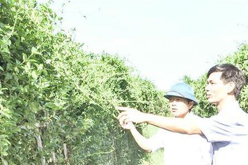 Triển vọng từ mô hình trồng cây Thìa Canh