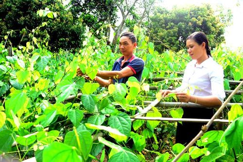 Lâm Bình phát triển rau đặc sản