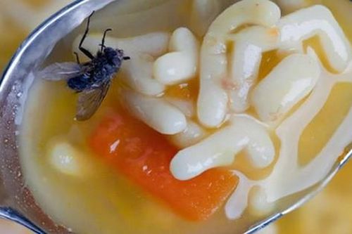 Vẫn thắc mắc 'Ruồi đậu trên thức ăn nên ăn tiếp hay bỏ đi?': Hãy xem những điều 'hãi hùng' sẽ xảy ra là bạn sẽ có đáp án