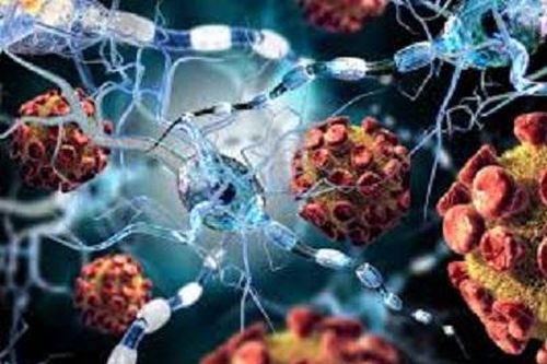 SARS-CoV-2 có thể lây nhiễm bên trong tế bào não người