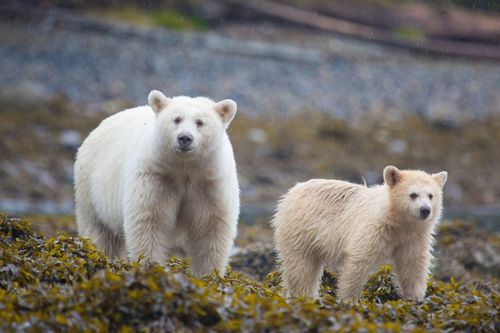 Phát hiện thú vị về những con gấu trắng linh thiêng của thổ dân Canada