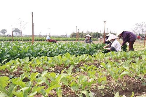 Hà Nội phấn đấu 100% chuỗi cung ứng nông sản thực phẩm được truy xuất nguồn gốc