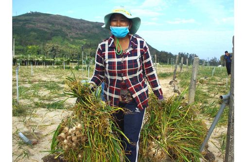 Thách thức bảo vệ thương hiệu tỏi Lý Sơn