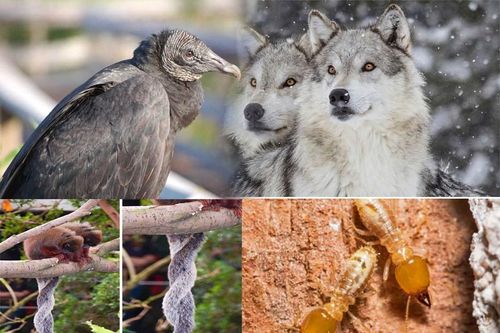 Kền kền đen, chó sói có là những động vật chung tình?