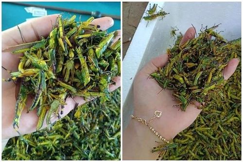 Châu chấu trứng 150 nghìn/kg, muốn ăn phải đăng ký chờ ưu tiên
