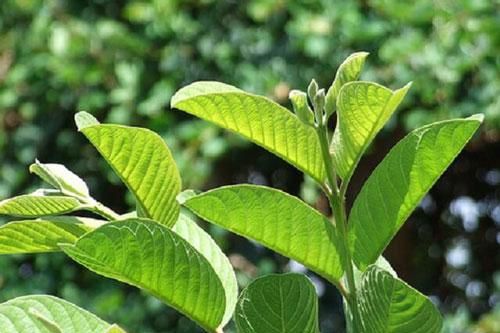 16 tác dụng của lá ổi và cách pha trà lá ổi uống hàng ngày