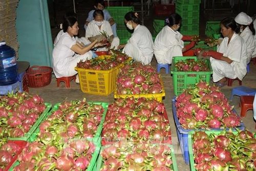 Long An xuất hơn 100 tấn thanh long trong chuỗi bao tiêu sản phẩm