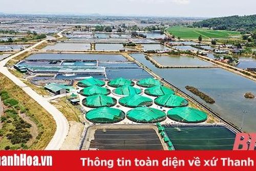 Nông nghiệp Hoằng Hóa – những bước tiến bền vững