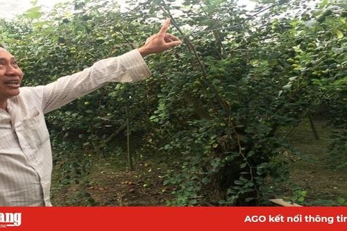 Hiệu quả từ mô hình trồng táo trong nhà lưới