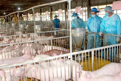 Người chăn nuôi heo đối mặt với thách thức ''kép''