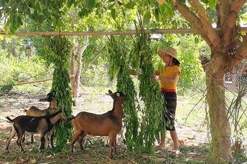 Người phụ nữ Vân Kiều quyết tâm thoát nghèo
