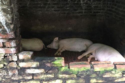 Di dời cơ sở chăn nuôi ra khỏi nội đô: Triển khai càng sớm càng tốt