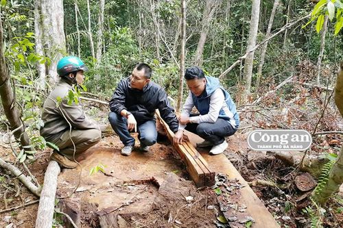 Rừng Tây Nguyên đang 'hói' dần (Kỳ cuối: Loay hoay bài toán giữ rừng)