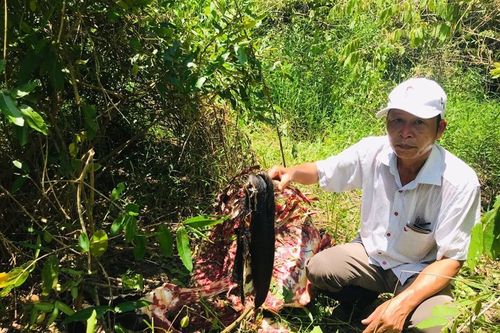 Cá thể bò tót nặng 200 kg bị lâm tặc xẻ thịt