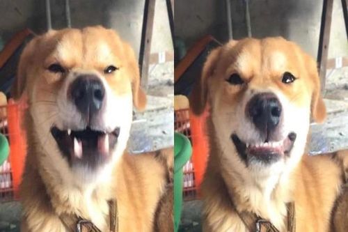 Chỉ cần ngáp, chú chó bất ngờ trở thành 'hot face' trên MXH