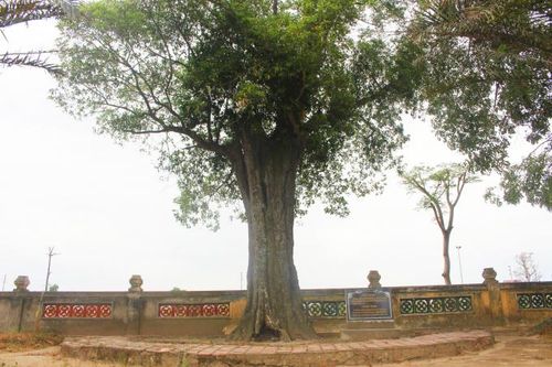 Những 'cây thiêng' trong Khu Di tích Đại thi hào Nguyễn Du