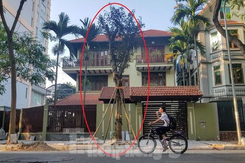 Yêu cầu chủ biệt thự đô thị mẫu chặt cây, lát vỉa hè sai quy hoạch trả lại nguyên trạng