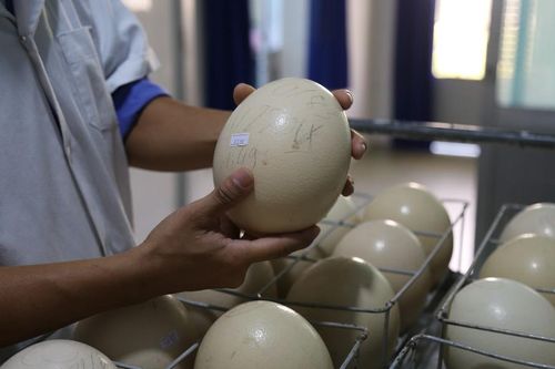 Cận cảnh nơi ấp nở đà điểu trong trại nuôi 250 ha tại Khánh Hòa