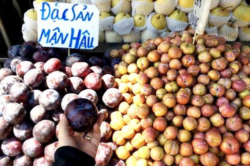 Tràn lan đào, mận Trung Quốc gắn mác Sa Pa, Hà Nội