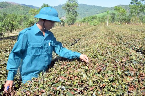 Nhiều diện tích chè ở Thanh Chương, Anh Sơn khô cháy vì nắng nóng