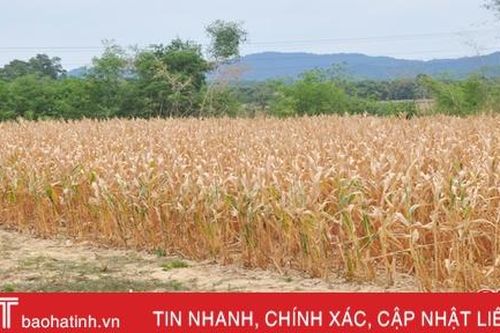 Cam bưởi héo rũ, ngô đậu chết khô vì nắng hạn