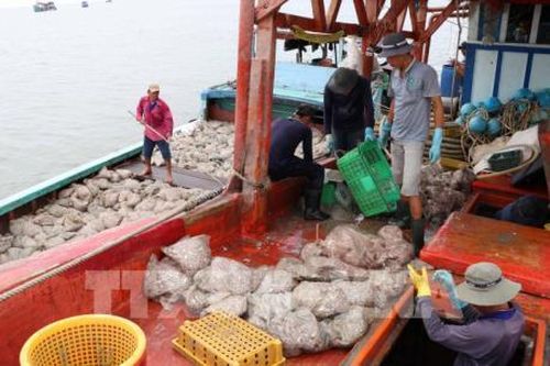 Khắc phục 'thẻ vàng' IUU: Trên 77% tàu cá đã lắp đặt thiết bị giám sát hành trình