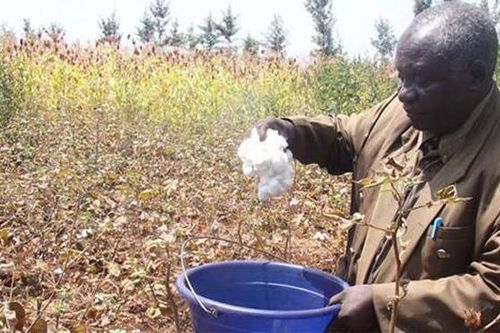 Triển vọng của cây trồng công nghệ sinh học tại Kenya và Bangladesh