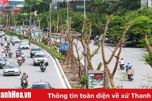 Tăng cường quản lý và phát triển cây xanh đô thị