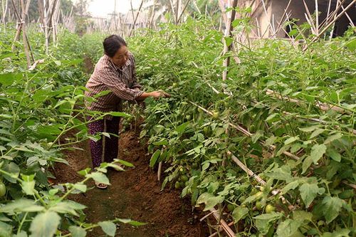 Sản xuất nông nghiệp theo nhu cầu thị trường