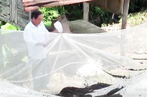 Nuôi dơi rừng, thu bạc tỷ