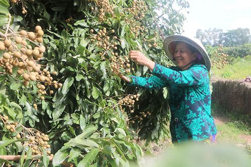 Liên kết sản xuất giúp nông nghiệp xã Phong Hòa đột phá