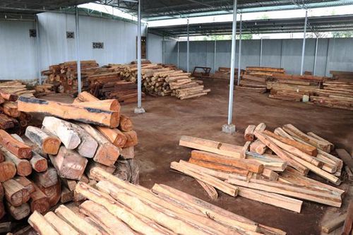 Khởi tố chủ doanh nghiệp ở Chư Sê buôn gỗ lậu