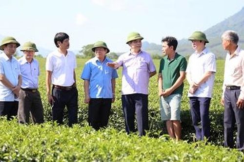 Phó Chủ tịch UBND tỉnh thăm và làm việc tại Công ty TNHH chè Yên Sơn