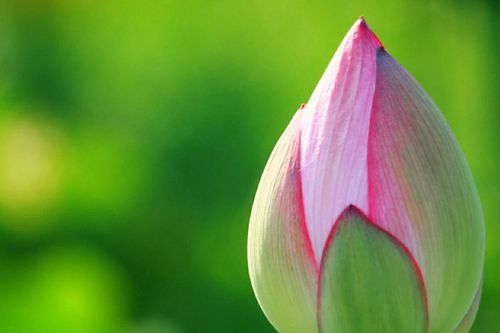 Dựa vào tiêu chí nào để được xưng danh Trưởng lão?