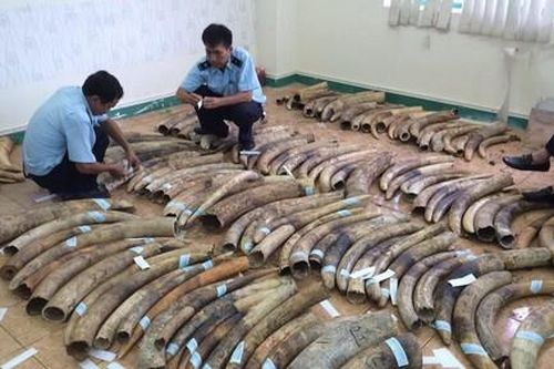 Nhận 48 năm tù vì buôn bán động vật hoang dã trái phép